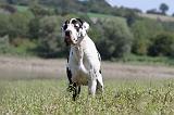 DOGUE ALLEMAND 157